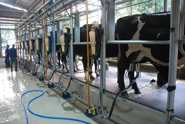 Hệ thống máy vắt sữa - Hiếu Nghĩa Thịnh - Công Ty TNHH Hiếu Nghĩa Thịnh